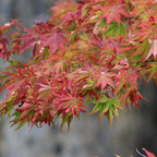 Acer palmatum 'Beni Maiko' (Japanese maple) – red – Ø26 cm, 90 cm high