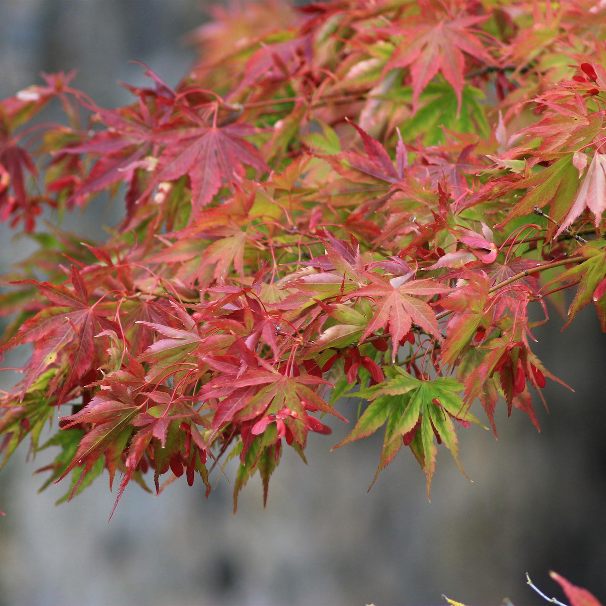 Acer palmatum 'Beni Maiko' (Japanese maple) – red – Ø26 cm, 90 cm high – photo 5