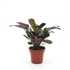 Ctenanthe burle-marxii (fiskebensplante) – Ø12 cm, 30 cm høj