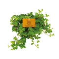 Peperomia Rotundifolia – Ø11 cm, 15 cm de haut