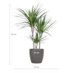 Dracaena marginata (dragetræ) i Potter-pyntepotte – Ø21 cm, 95 cm høj