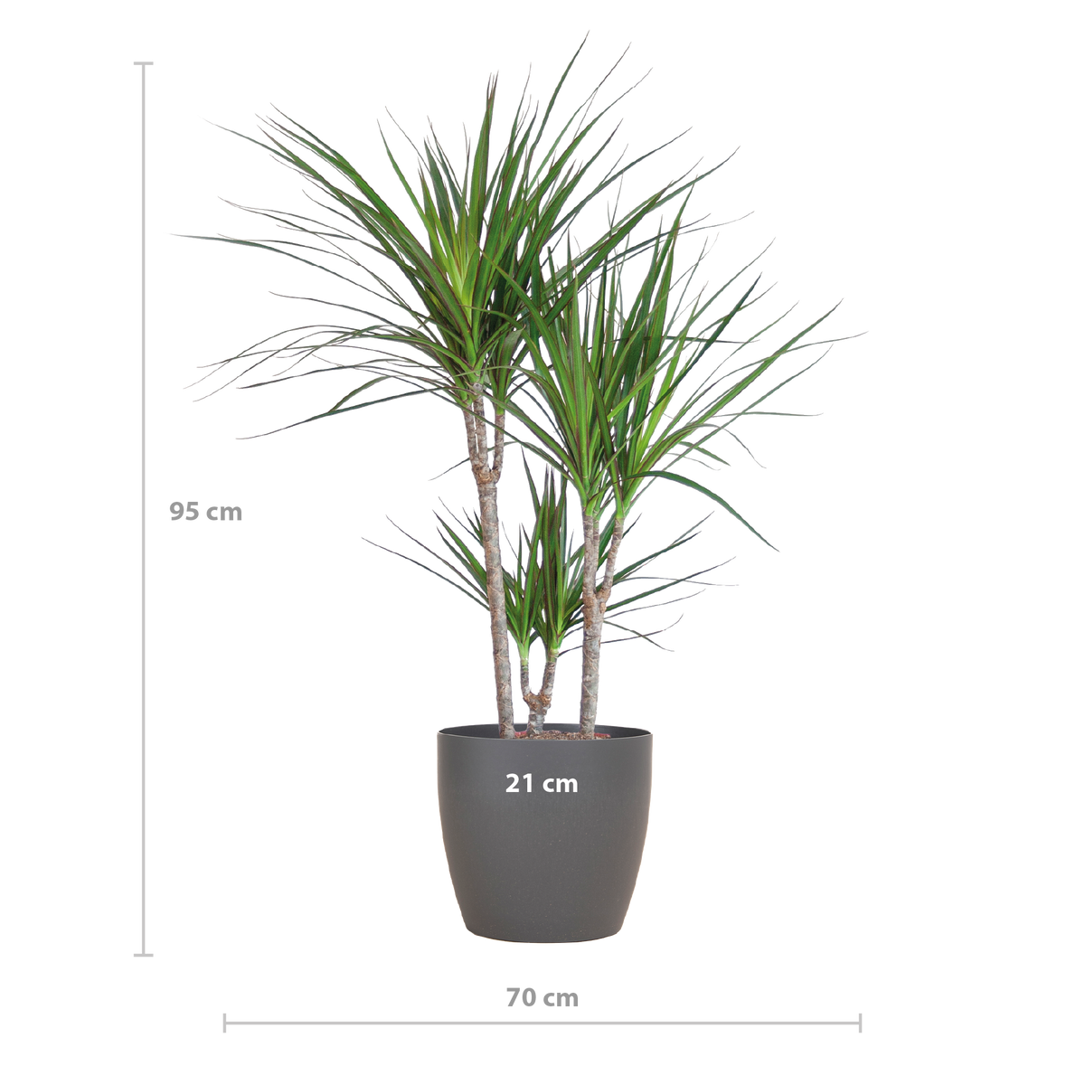 Dracaena marginata (Drachenbaum) im dekorativen Tontopf – Ø 21 cm, 95 cm hoch