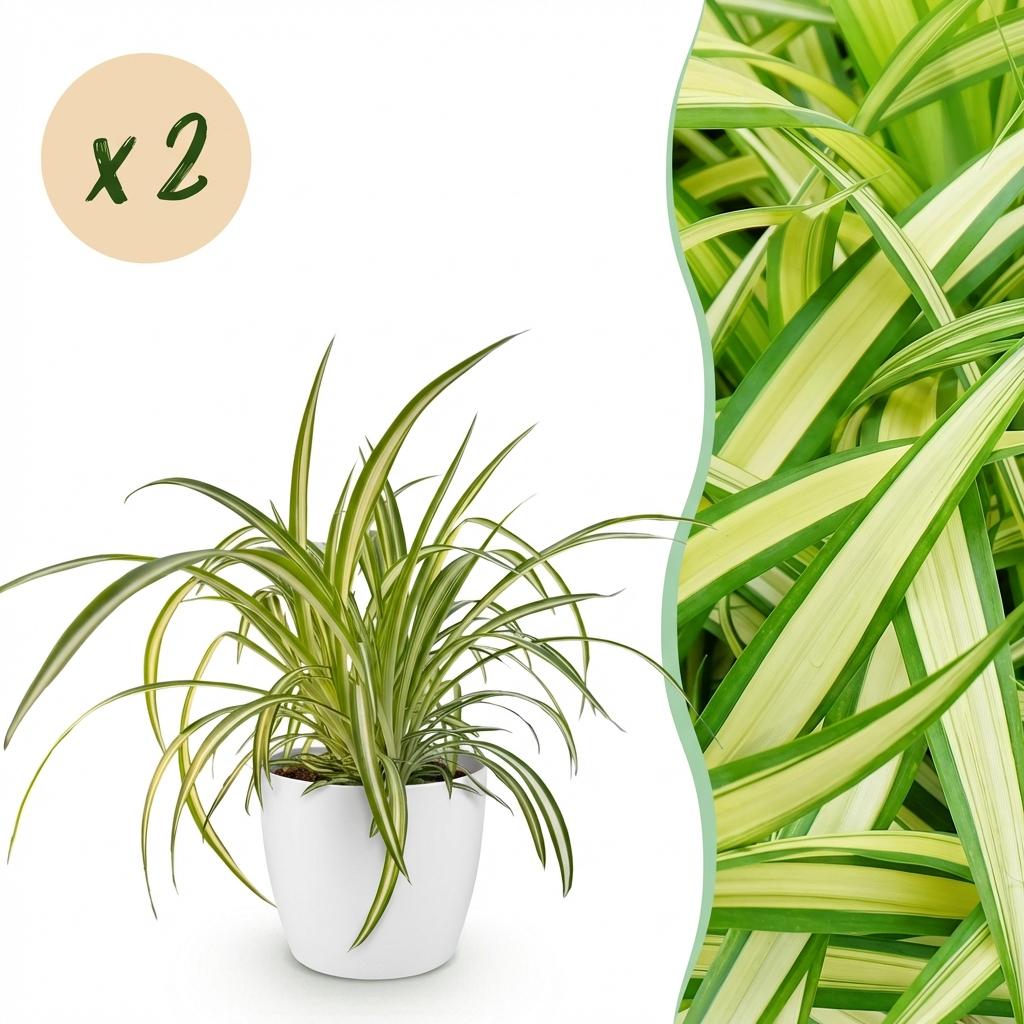 2× Chlorophytum comosum Variegatum (Grünlilie) im weißen dekorativen Tontopf – Ø 12 cm, 20 cm hoch