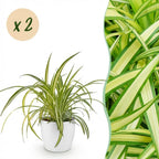 2× Chlorophytum comosum Variegatum (Grünlilie) im weißen dekorativen Tontopf – Ø 12 cm, 20 cm hoch