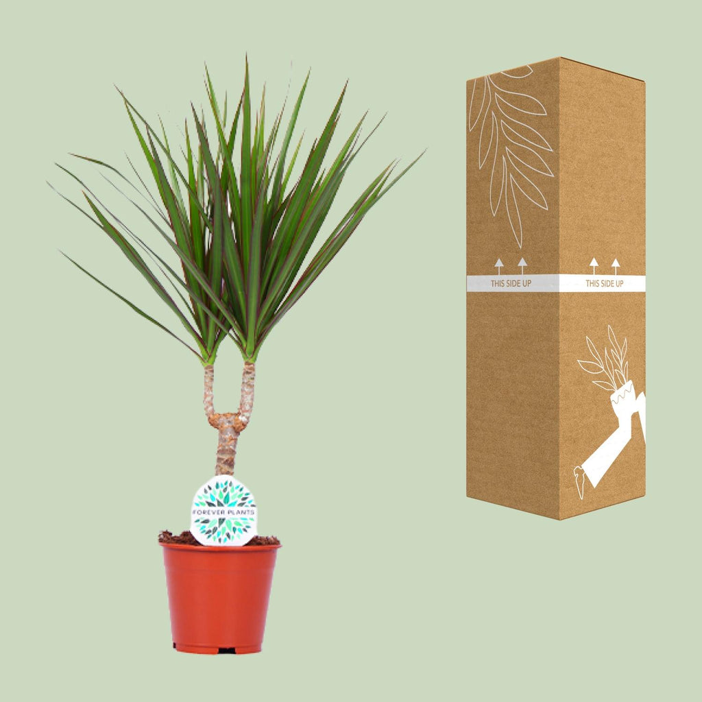 Dracaena marginata (dragetræ) – Ø14 cm, 55 cm høj