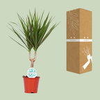 Dracaena marginata (dragetræ) – Ø14 cm, 55 cm høj