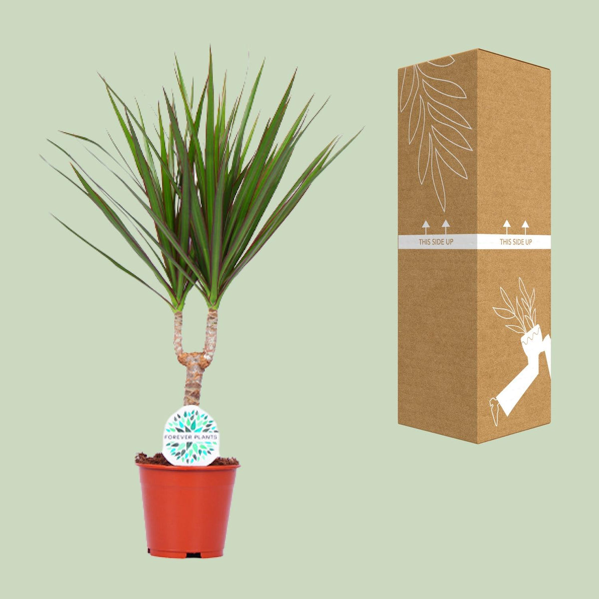 Dracaena marginata (Drachenbaum) – Ø 14 cm, 55 cm hoch