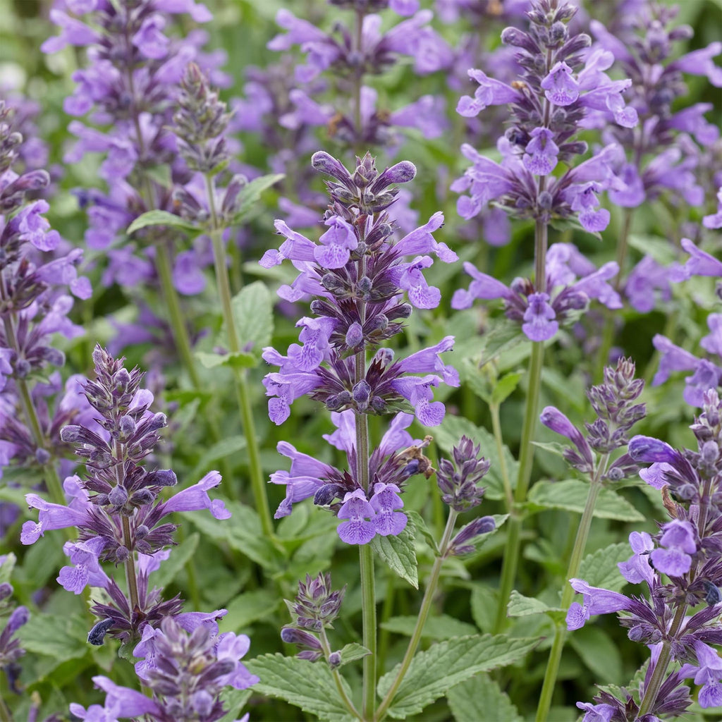 Nepeta nerv. 'Neptune' (Katzenminze) – lila – 12 Pflanzen, Ø 11 cm, 15–25 cm hoch – Bild 5