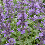 Nepeta nerv. 'Neptune' (Katzenminze) – lila – 12 Pflanzen, Ø 11 cm, 15–25 cm hoch