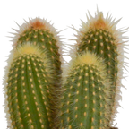 Cereus-Mix (Cactaceae) im weißen Topf – Ø 11 cm, 23 cm hoch