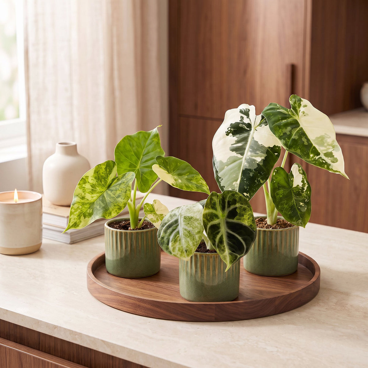 3× Baby Alocasia Tricolour Variegata (elefantøre) incl. Linnea Olive – Ø6 cm, 5–15 cm høj
