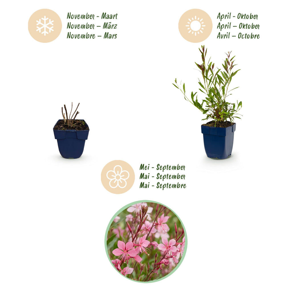Gaura lindh. 'Florgauros' (prachtkaars) – pink – 24 plants, Ø11 cm, 15–25 cm high – photo 4