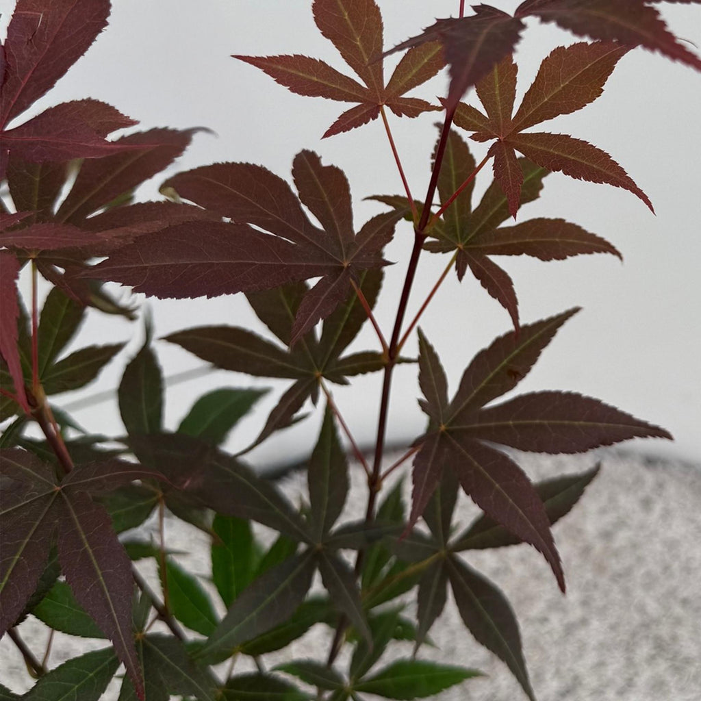 Acer palmatum 'Atropurpureum' (Japanese maple) – purple – 3 plants, Ø12 cm, 35 cm high – photo 4