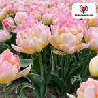 Tulp 'Password' – 20 bloembollen (bolmaat 11/12)