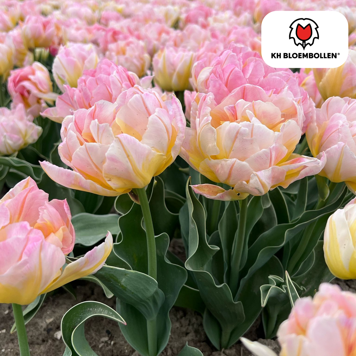 Tulp 'Password' – 20 bloembollen (bolmaat 11/12)