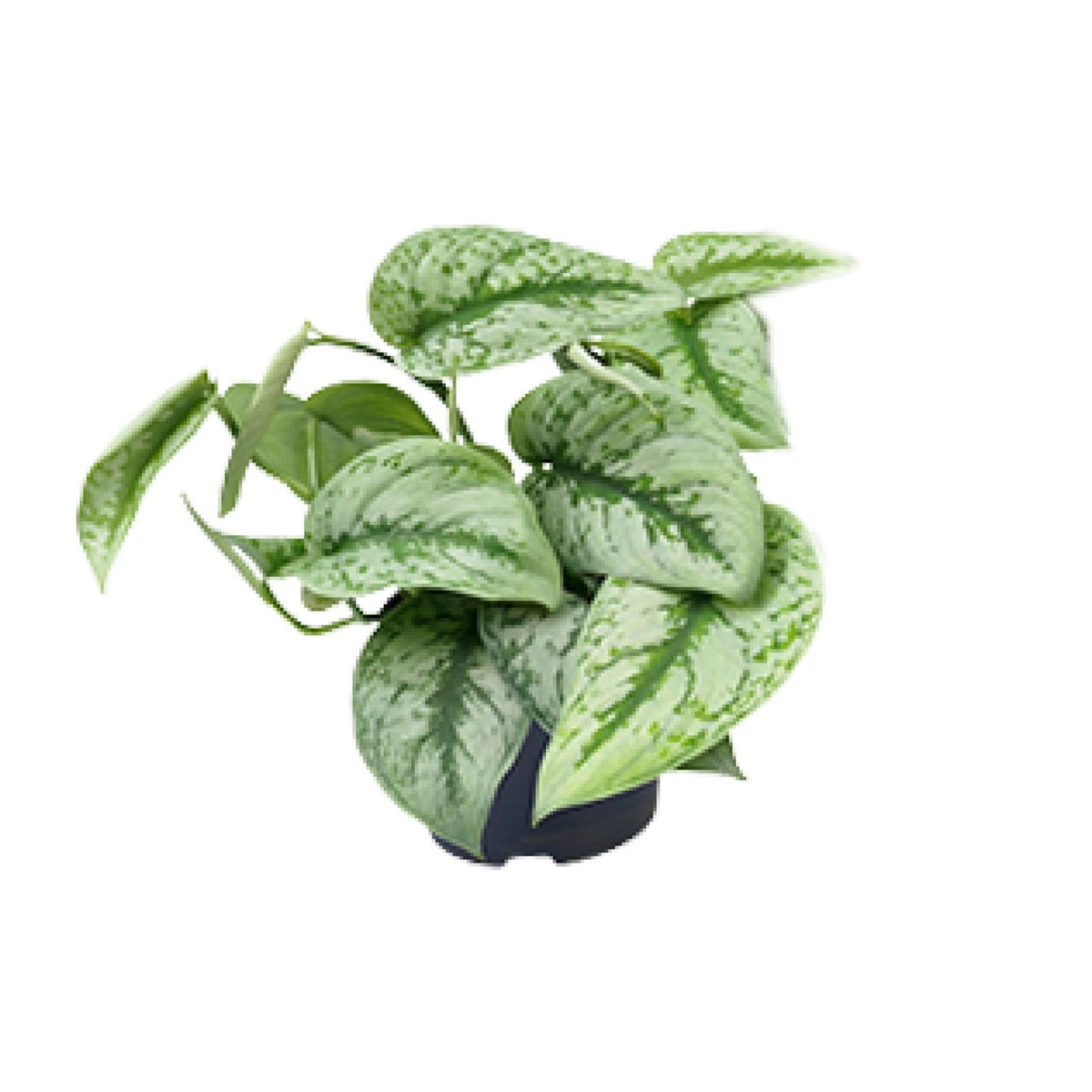 Scindapsus pictus Trebie – Ø12 cm, 15 cm høj