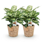 2× Diefenbachia Compacta (Dracaena) met mand – Ø17 cm, 45–50 cm hoog