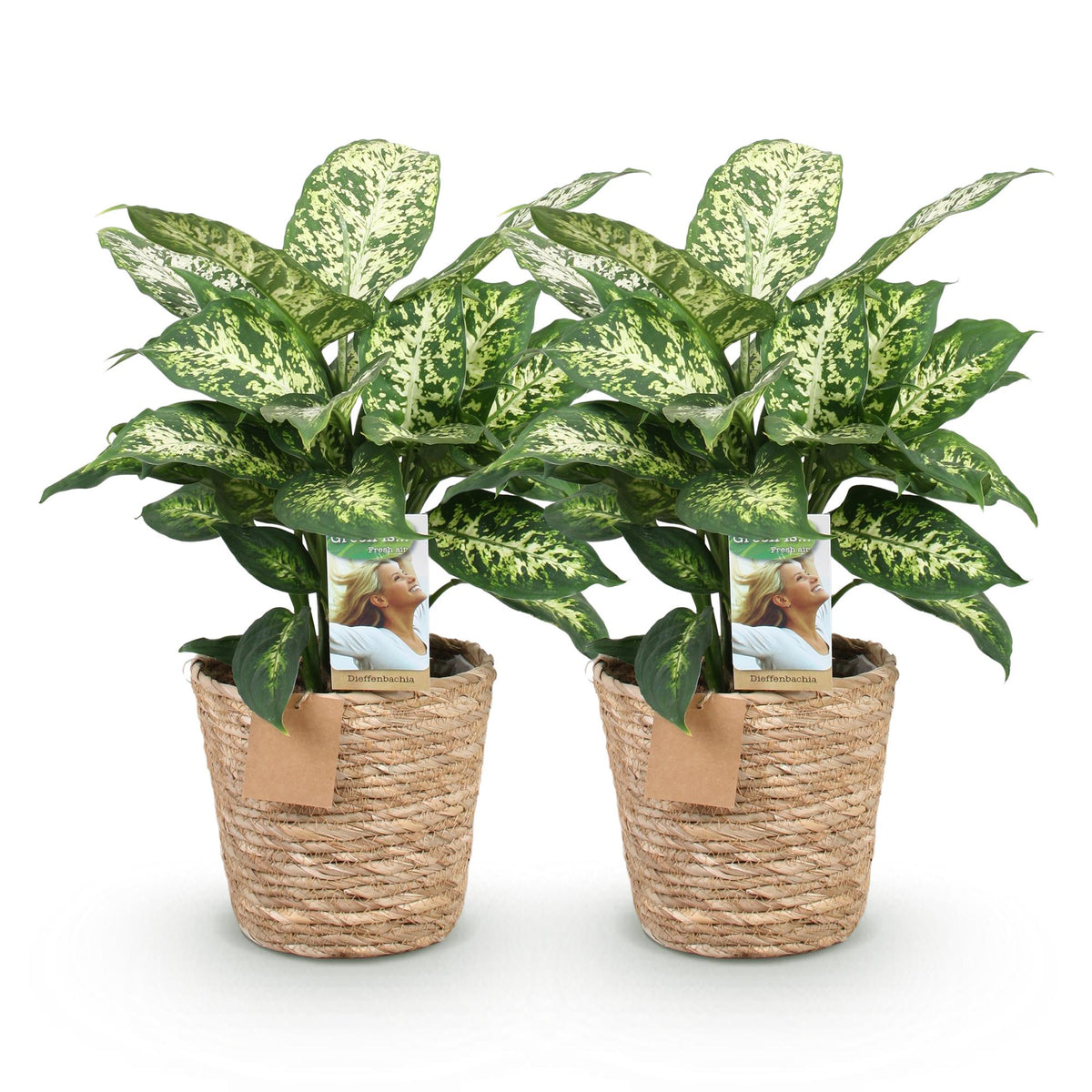 2× Diefenbachia Compacta (Dracaena) met mand – Ø17 cm, 45–50 cm hoog