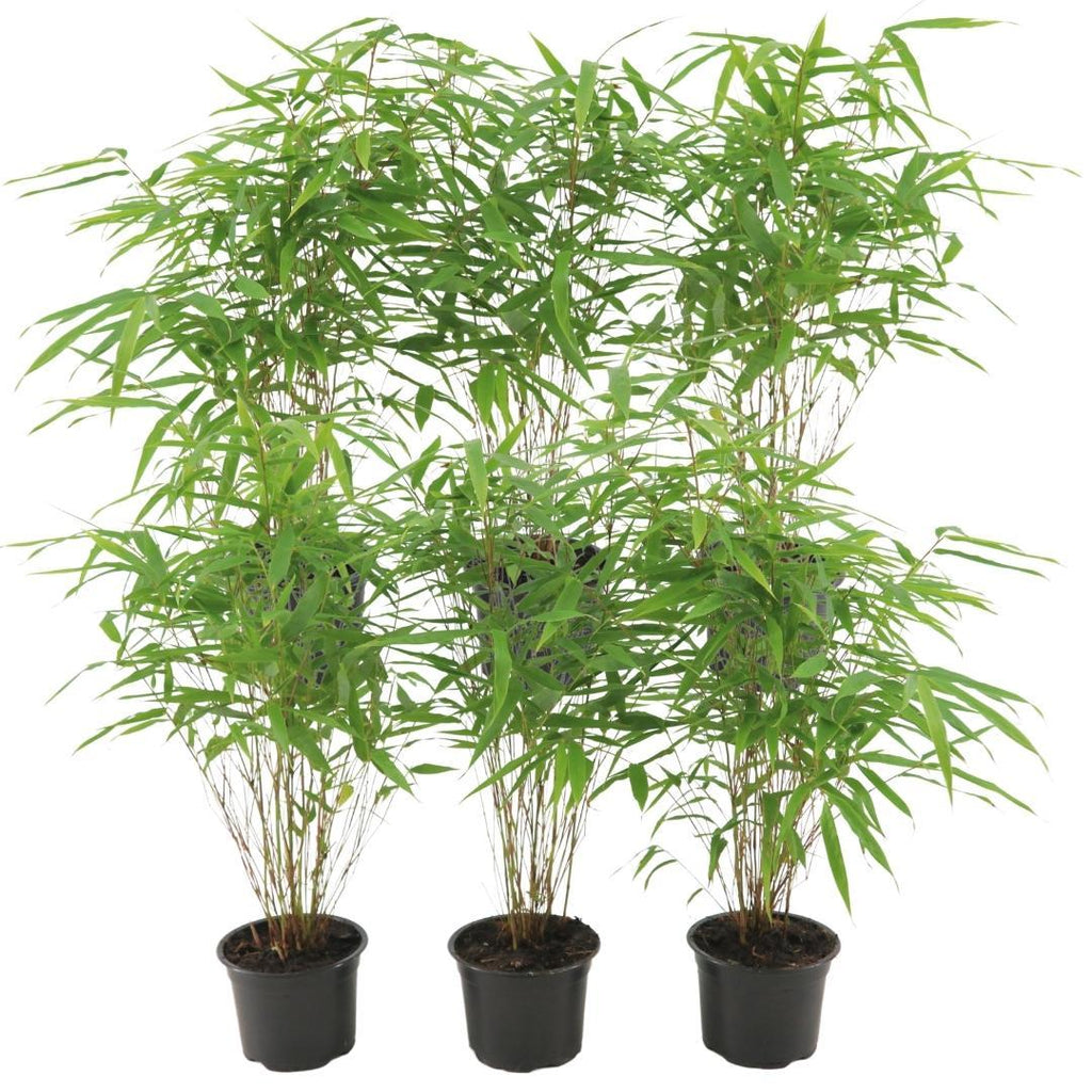 Fargesia rufa (bambus) – 6 planter, Ø13 cm, 25 cm høj – billede 6