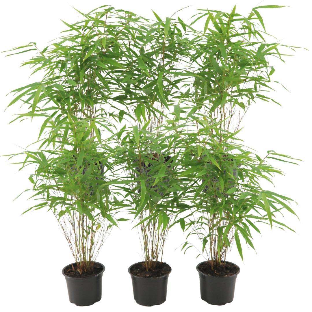 Fargesia rufa (bambus) – 6 planter, Ø13 cm, 25 cm høj – billede 6