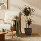 Dracaena Magenta (arbre au dragon) dans pot décoratif Potter gris – Ø21 cm, 90–100 cm de haut