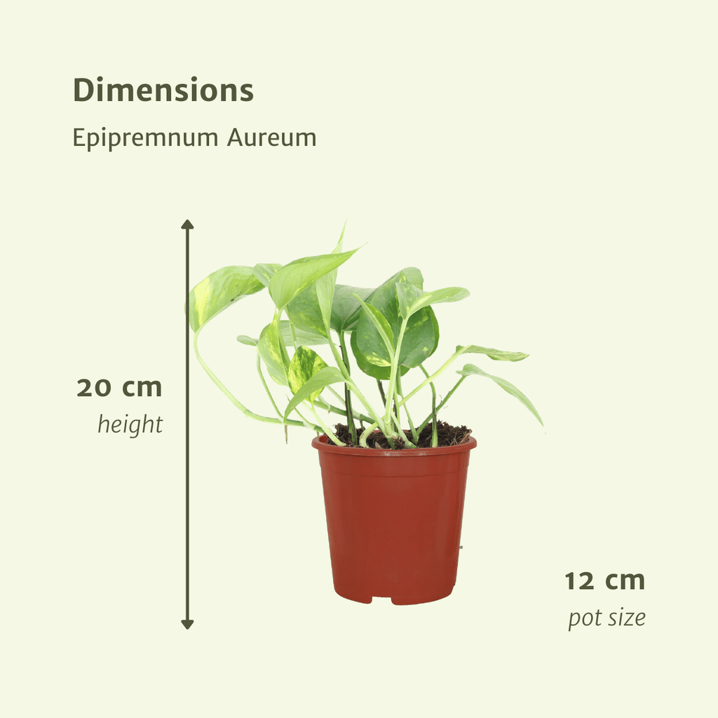 4× Scindapsus (Epipremnum) – Ø12 cm, 20 cm høj
