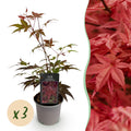 Acer palmatum 'Atropurpureum' (Japanese maple) – purple – 3 plants, Ø12 cm, 35 cm high