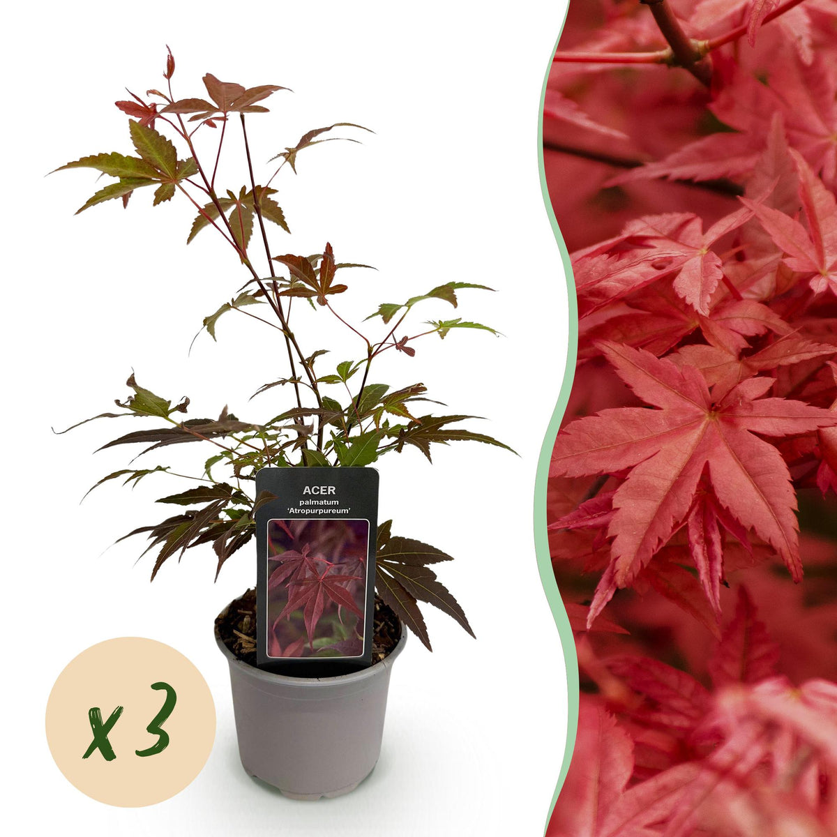 Acer palmatum 'Atropurpureum' (Japanese maple) – purple – 3 plants, Ø12 cm, 35 cm high