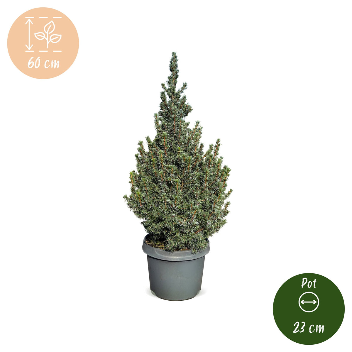 Picea glauca Sander's Blue (petit sapin de Noël) – Ø23 cm, 60 cm de haut