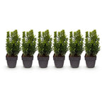 Buxus sempervirens – 6 planter, Ø17 cm, 45 cm høje