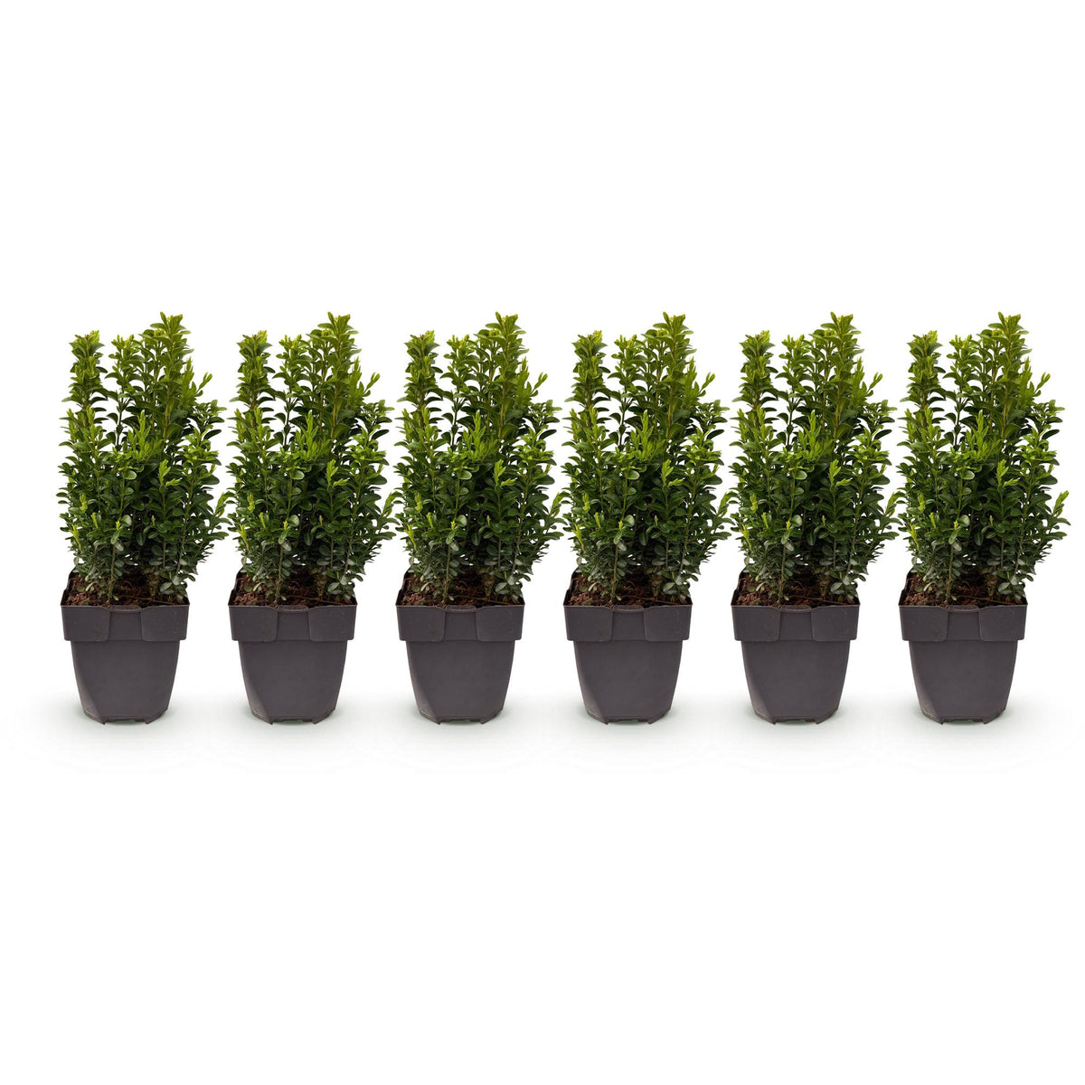 Buxus sempervirens – 6 Pflanzen, Ø 17 cm, 45 cm hoch