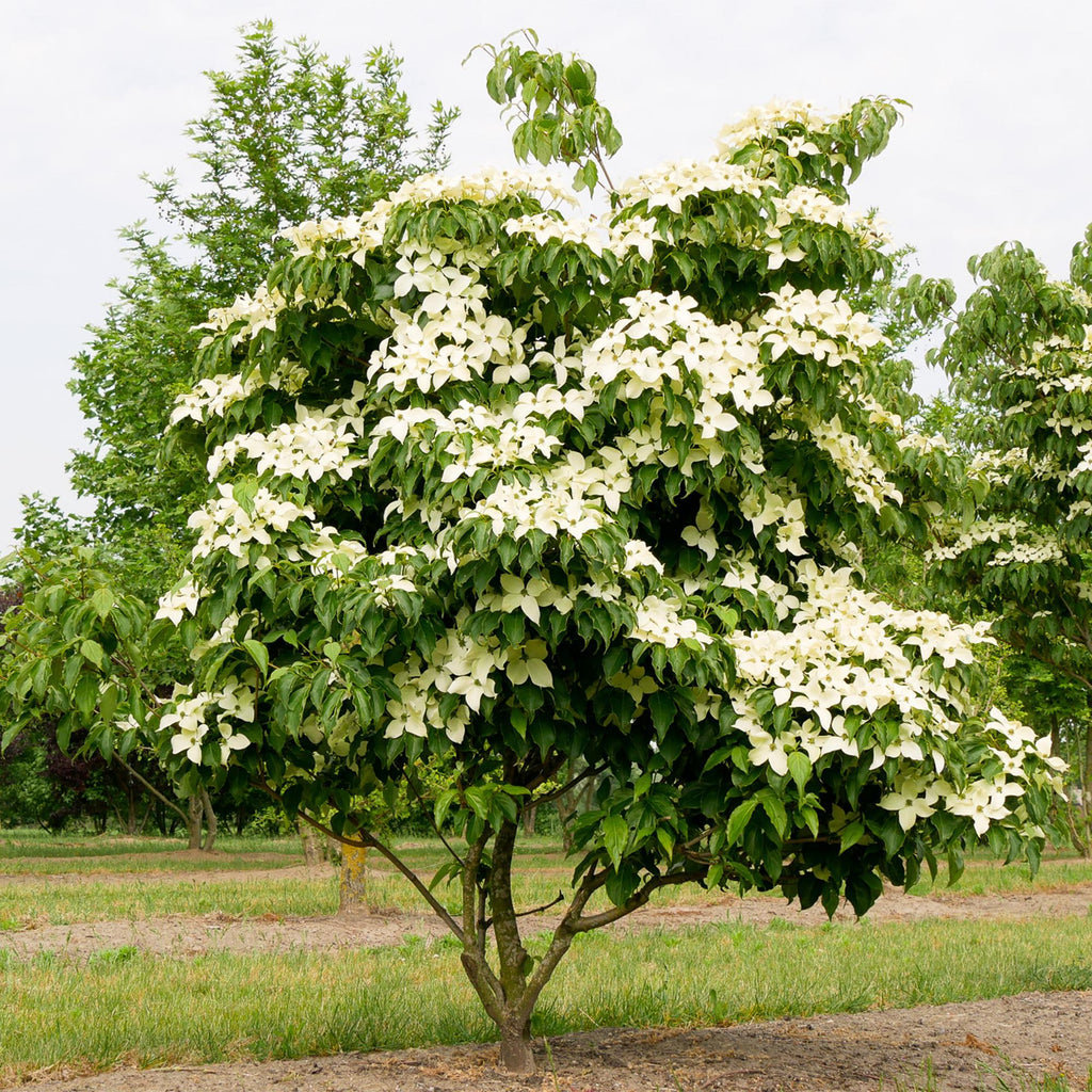 Cornus kousa chinensis (Kornelkirsche) – weiß – Ø 12 cm, 35 cm hoch – Bild 4