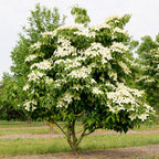 Cornus kousa chinensis (Kornelkirsche) – weiß – Ø 12 cm, 35 cm hoch