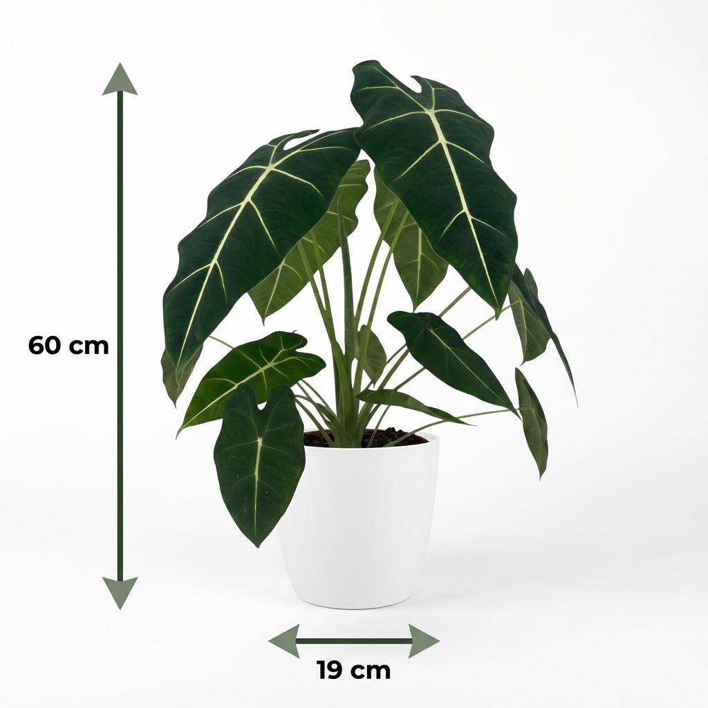 Alocasia Frydek (oreille d'éléphant) en pot de décoration Potter blanc – Ø19 cm, 60 cm de haut
