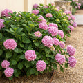 Hydrangea macrophylla (Hortensie) – rosa – 3 Pflanzen, Ø 17 cm, 30 cm hoch