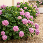 Hydrangea macrophylla (Hortensie) – rosa – 3 Pflanzen, Ø 17 cm, 30 cm hoch