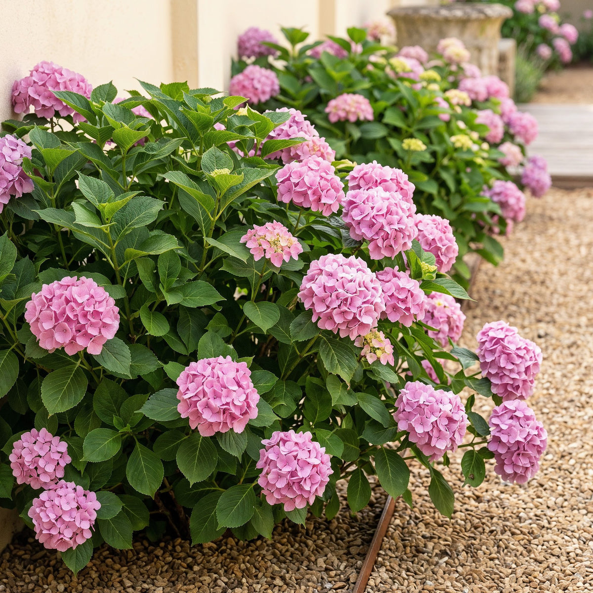 Hydrangea macrophylla (hortensia) – roze – 3 planten, Ø17 cm, 30 cm hoog