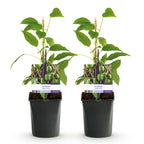 Actinidia arguta 'Issai' (green fruit) – 2 plants, Ø11 cm, 40 cm high