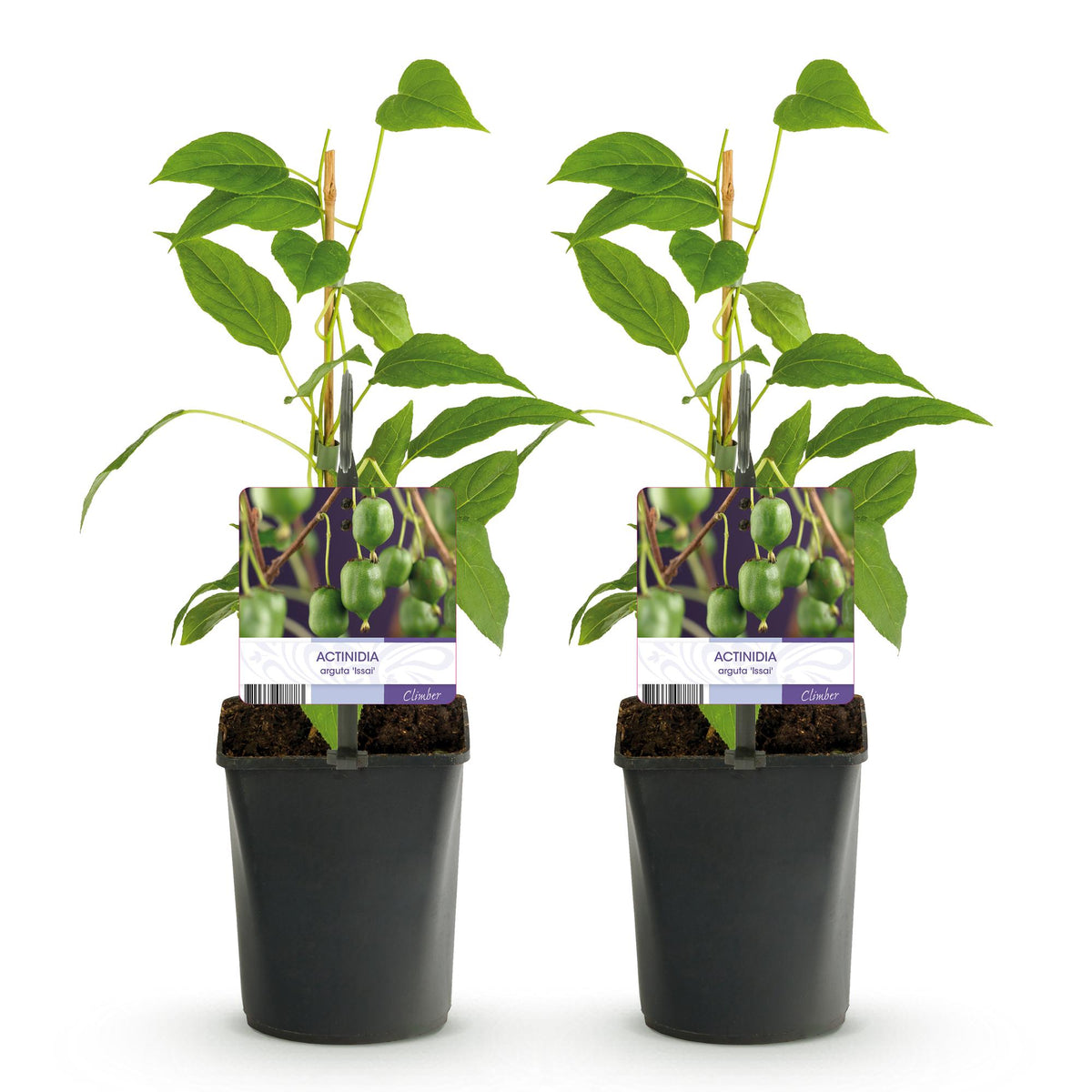Actinidia arguta 'Issai' (groene vrucht) – 2 planten, Ø11 cm, 40 cm hoog