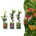 Lonicera 'Tricolour' (three-colored honeysuckle) – red-purple-orange-yellow – 3 plants, Ø9 cm, 35 cm high
