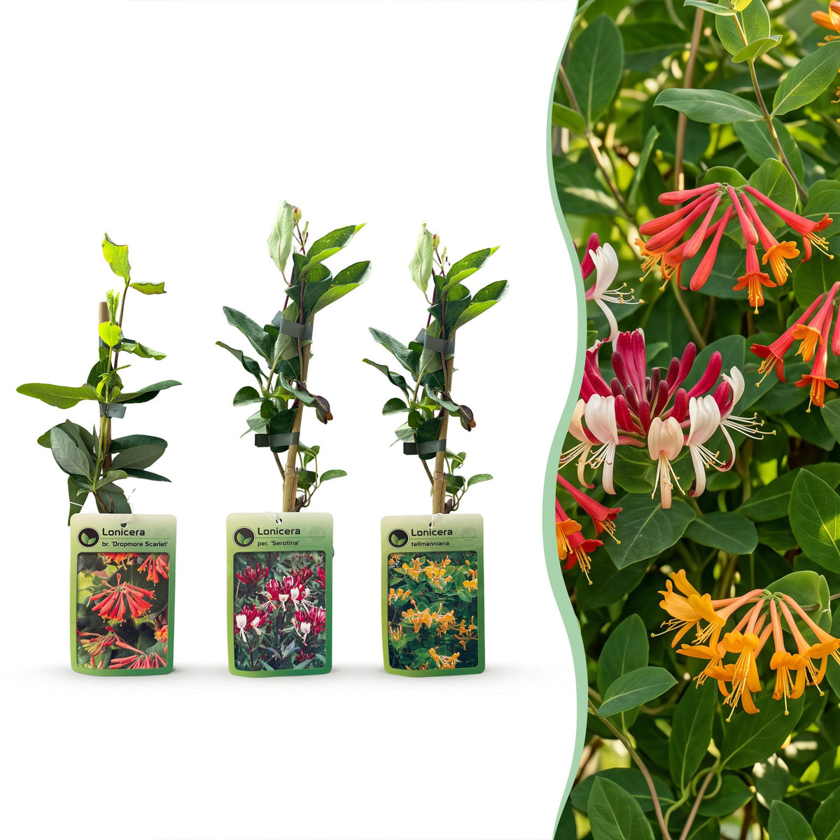 Lonicera 'Tricolour' (three-colored honeysuckle) – red-purple-orange-yellow – 3 plants, Ø9 cm, 35 cm high