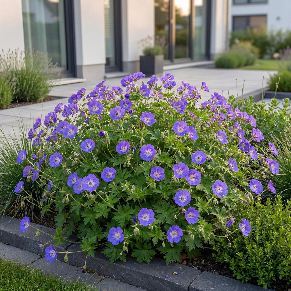 Géranium 'Rozanne' (géranium vivace) – bleu – 6 plantes, Ø11 cm, 15–25 cm de haut – photo 5