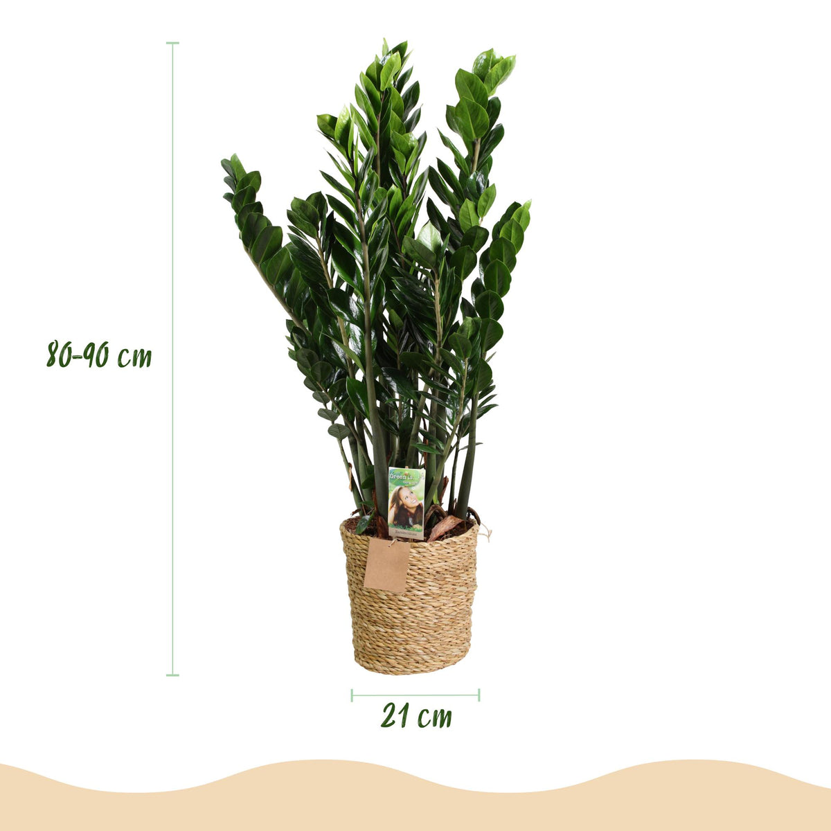Zamioculcas (zz-plant) met mand – Ø21 cm, 80–90 cm hoog