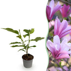 Magnolia 'Betty' – blanc – Ø12 cm, 30 cm de haut