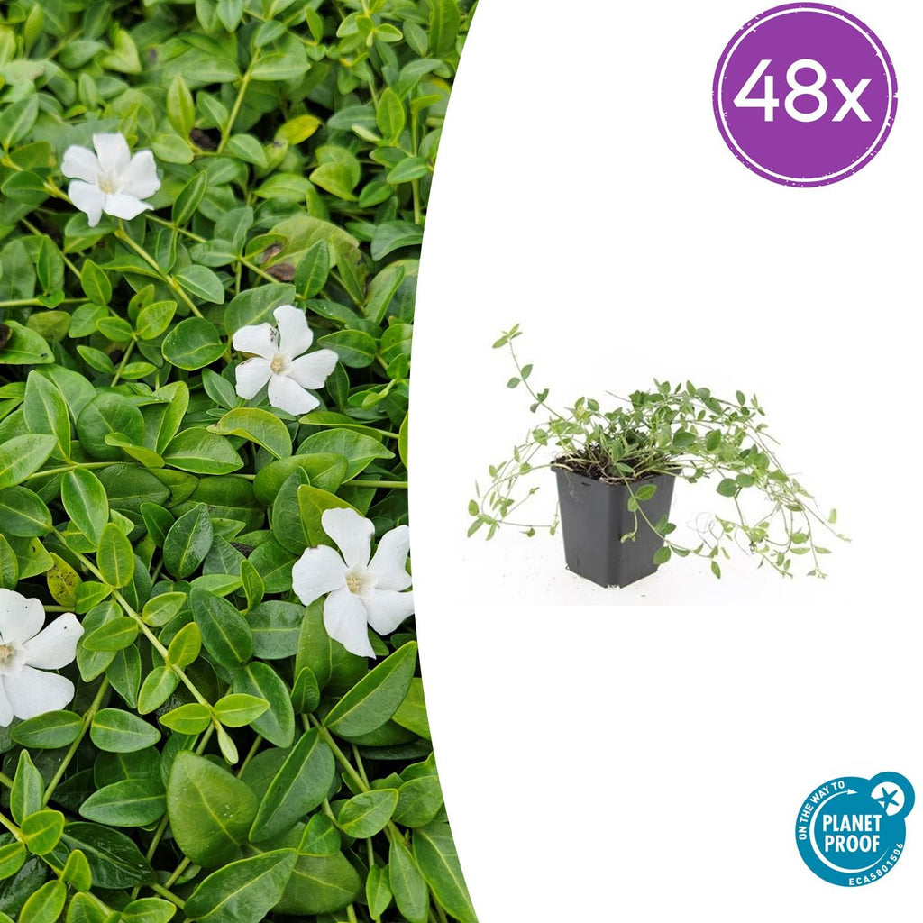 Vinca minor 'Gertrude Jekyll' (periwinkle) – 48 plants, Ø9 cm, 10–25 cm high – photo 2