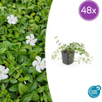 Vinca minor 'Gertrude Jekyll' (periwinkle) – 48 plants, Ø9 cm, 10–25 cm high