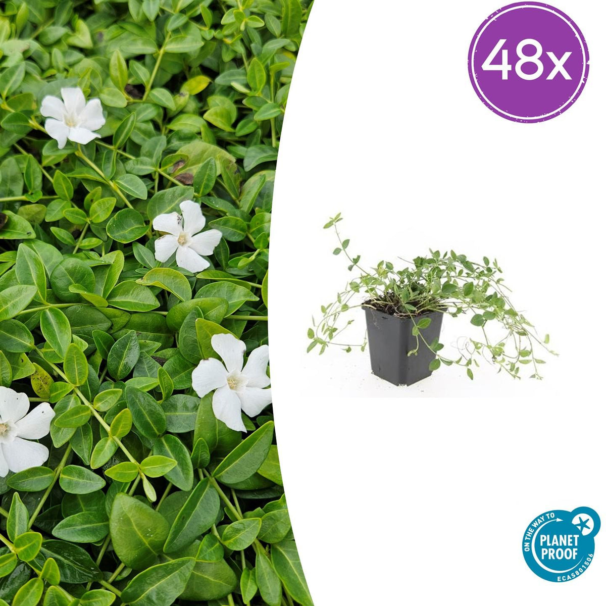 Vinca minor 'Gertrude Jekyll' (vintergröna) – 48 plantor, Ø 9 cm, 10–25 cm hög – bild 2
