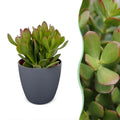 Crassula ovata (jadeplante) i grå potte – Ø12 cm, 16 cm høj