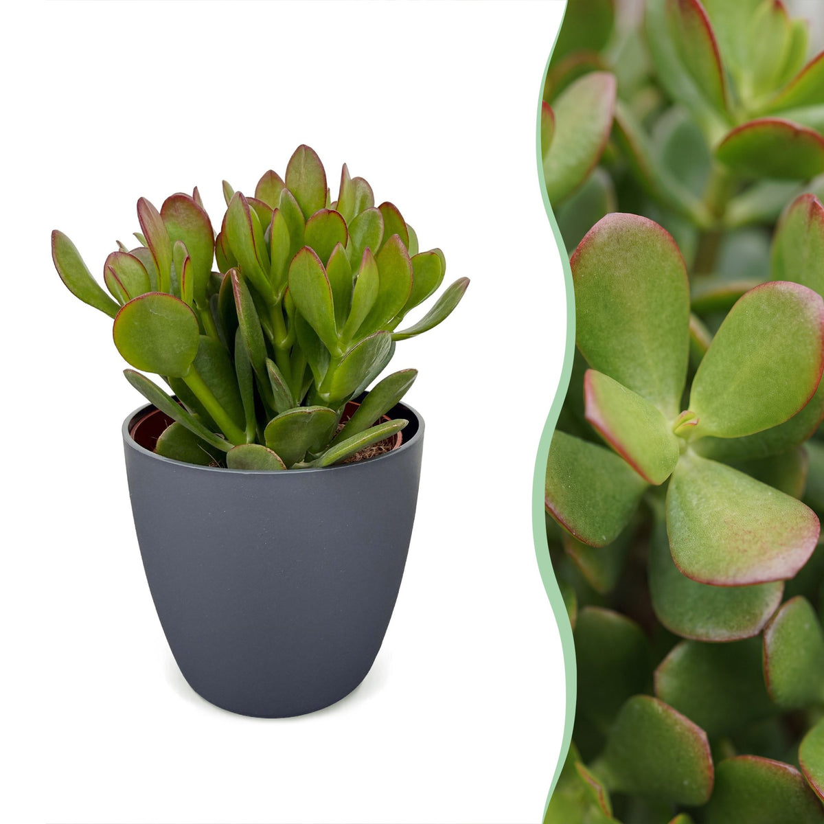 Crassula ovata (jadeplante) i grå potte – Ø12 cm, 16 cm høj