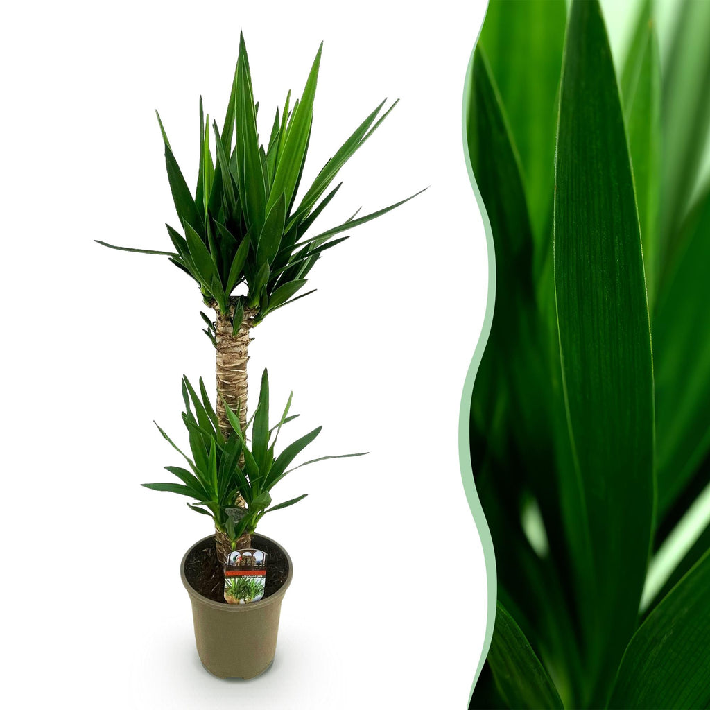 Yucca elephantipes – Ø 19 cm, 95 cm hoch